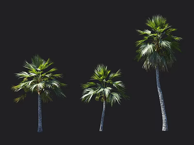 Three Tall Palm Trees With Lush Green Fronds Isolated On Black Background 3d model