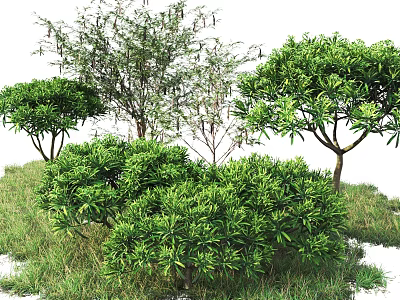 Lush Green Various Shrubs With Dense Foliage In Grassy Outdoor Landscape 3d model