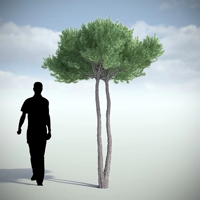 Modern Tree Shrub 3d model