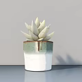 Potted Succulent Plant With White Leaves In Green And White Ceramic Pot On Modern Tabletop