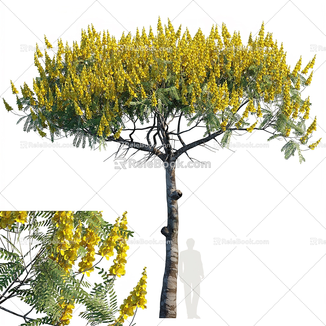 Brazil Fire Tree Landscape Tree 3d model