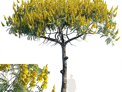 Brazil Fire Tree Landscape Tree 3d model