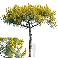 Brazil Fire Tree Landscape Tree 3d model