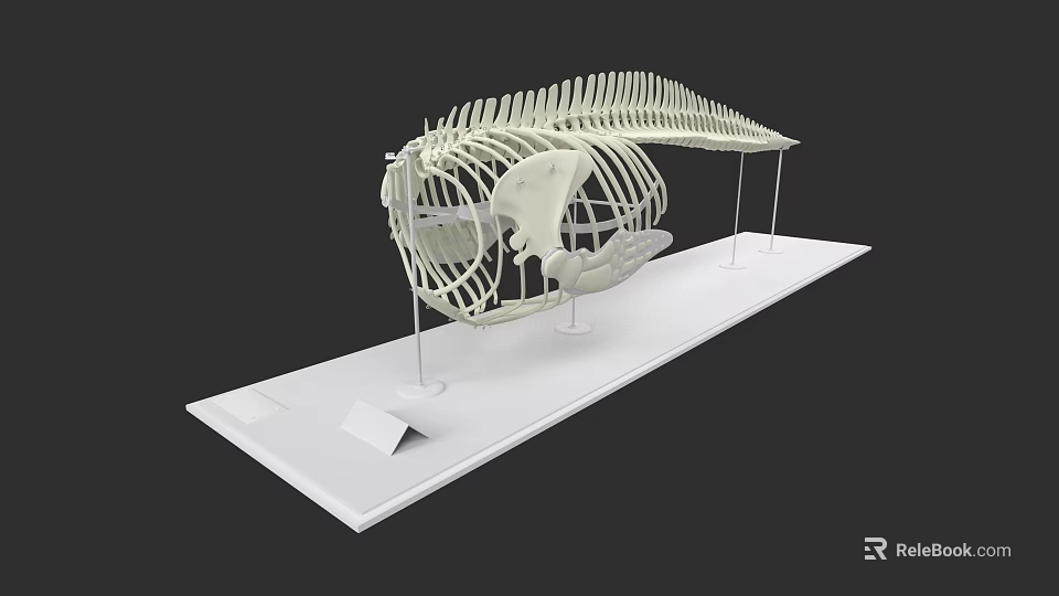 Aquatic Animal Skeleton Display On White Platform For Museum Exhibition 3d model 