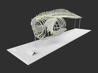 Aquatic Animal Skeleton Display On White Platform For Museum Exhibition 3d model
