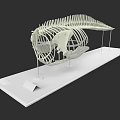 Aquatic Animal Skeleton Display On White Platform For Museum Exhibition