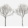 plant tree big tree winter tree winter plant snow tree 3d model