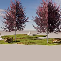 Trees With Purple Red Leaves In Green Grass Setting With White Stones And Low Rocks