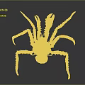 Spider Crab Aquatic Creature With Long Legs And Spiky Shell Structure 3d model