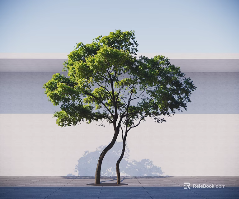 Graceful Arbor With Curved Trunks Green Foliage Against White Gray Wall And Blue Sky 3d model 
