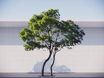 Graceful Arbor With Curved Trunks Green Foliage Against White Gray Wall And Blue Sky 3d model