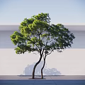 Graceful Arbor With Curved Trunks Green Foliage Against White Gray Wall And Blue Sky