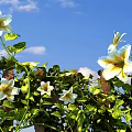 Lush Green Vines Growing On Wooden Fence With White Flowers And Blue Sky