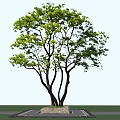 Lush Green Arbor With Multiple Trunks And Fresh Leaves Against Blue Sky