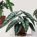 Potted Plants Featuring Large Green And Variegated Leaves In Brown Clay Pots On White Stands