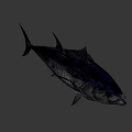 Fresh Deep Sea Tuna Fish Swimming In Blue Water For Seafood Dishes