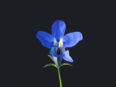 flower wild flower green plant flower 3d model