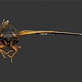 Modern cicada cicada cicada shell golden cicada 3d model