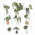 Indoor Potted Plants With Monstera Leaves And Different Material Flower Pots For Home Decor