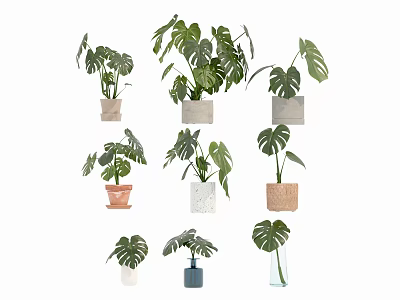 Indoor Potted Plants With Monstera Leaves And Different Material Flower Pots For Home Decor 3d model