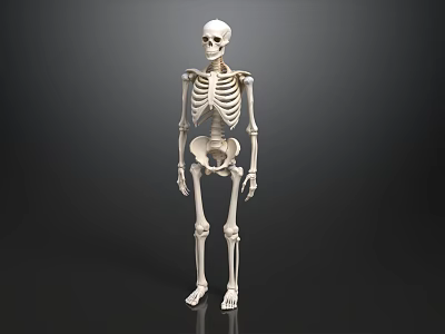 Male Human Skeleton Standing In Neutral Pose Against Dark Background 3d model