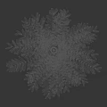 Lush Green Fern Plant With Feathery Leaves In 3D Rendered Dark Gray Background