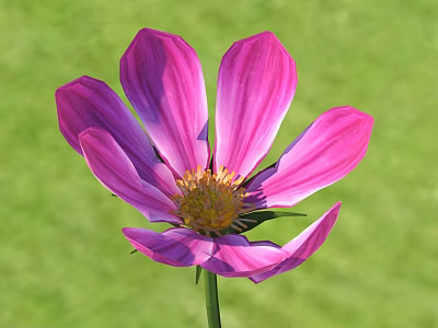 Vibrant Pink Flower With Striped Petals And Yellow Center On Green Grass 3d model
