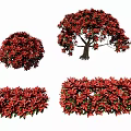 Ornamental Red Leaf Shrubs With Round Shape Tree Form Hedge Design And Lush Foliage