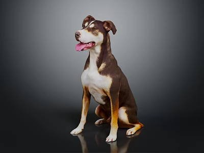Brown White And Yellow Dog Sitting With Tongue Out On Dark Background Shiny Floor 3d model