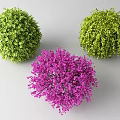 Spherical Green And Purple Decorative Shrub Plants For Garden Landscaping