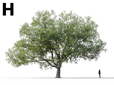 Tall Arbor With Lush Green Foliage And A Person Standing Beside It 3d model