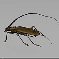 Longhorn Beetle With Long Antennae Long Legs Yellow Black Body On Gray Background With Reflection