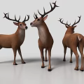 Three Brown Deer 3D Models With Large Antlers Standing On White Surface 3d model