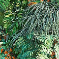 Living Plant Wall With Diverse Green Plants And Orange Flowers For Indoor Decor