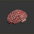 brain brain human brain brain structure 3d model