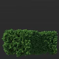 Lush Green Shrub in Garden Landscape With Dense Foliage and Vibrant Leaves
