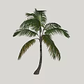 Palm Tree With Tall Trunk And Lush Green Fronds Tropical Look