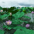 Tranquil Natural Lotus Pond Scenery With Lush Green Leaves And Pink Flowers