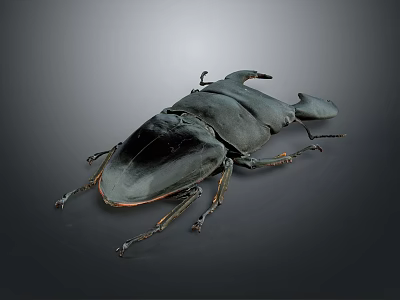 Black Beetle with Large Head and Long Legs on Gray Background 3d model