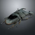 Black Beetle with Large Head and Long Legs on Gray Background 3d model