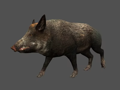 Wild Boar with Thick Brown Fur and Sharp Tusks in Natural Stance 3d model