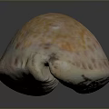 Anatomical Structure of Biological Organs and Natural Hair Texture Features