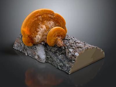 Fresh Orange Mushroom Vegetable Growing On Natural Tree Bark Log 3d model