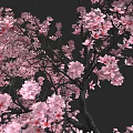 Blooming Decorative Shrub With Vibrant Pink Flowers And Lush Foliage