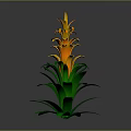 Tall Vibrant Tropical Plant With Green Leaves And Orange Layered Flowers