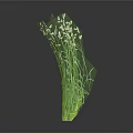 Lush Green Grass with Tiny White Flowers Against Dark Background Showing Reflection