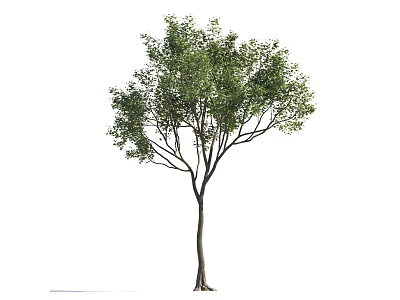 Single Arbor Tree With Thin Trunk And Lush Green Foliage On White Background 3d model