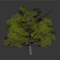 Realistic 3D Tree Model With Lush Green Foliage And Brown Trunk