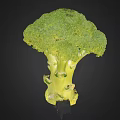Fresh Green Broccoli Vegetable with Tender Florets and Crisp Healthy Stems