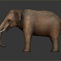 3D Elephant Model With Brown Skin Ivory Tusks And Dark Background Reflection 3d model